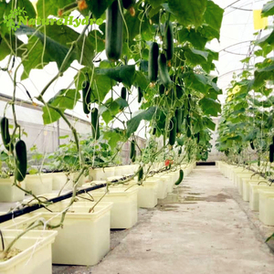 Sistema Completo de Cultivo Hidropónico en Cubetas Holandesas para Cultivar Pimientos - Product Image 4