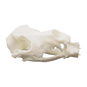Ornement Crâne d'Animal en Résine, Modèle d'Os Animal Simulé, Imprimé en 3D par Technologie SLA, Couleurs Personnalisées pour l'Enseignement et la Fabrication Mécanique - Product Image 3