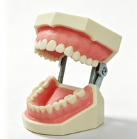 Yunou - Juego de 28 Piezas de Modelo de Esqueleto de Maniquí Dental para Entrenamiento, Dientes y Encías Suaves de Resina, para Estudios de Ciencias Médicas