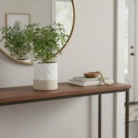 Pot de fleurs auto-arrosant en céramique, design moderne, 6 pouces, pour plantes d'intérieur, avec trou de drainage, réservoir d'eau, finition mate, blanc, marron, étoile