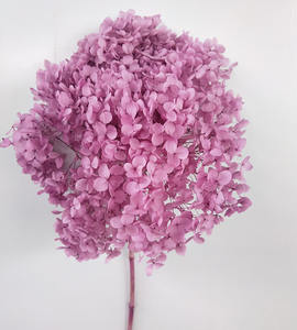 Vente en gros <span class=keywords><strong>Bouquet</strong></span> d'<span class=keywords><strong>hortensia</strong></span> véritable hortensias préservé pour toujours fleurs d'<span class=keywords><strong>hortensia</strong></span> au toucher réel - Product Image 1