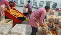 Appelui Oranje Bosbessenaardappel Avocado Dadelfruit Tomatensorteerder Sorteermachine Sorteermachine Sorteren En Wassen