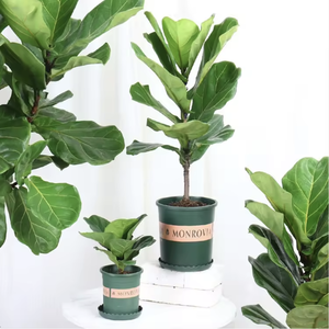 Grandi Alberi Bonsai di Ficus Lyrata in Plastica per Interni, Fioritura Perenne, Purificazione dell'Aria, Decorazione Natalizia e del Ringraziamento - Product Image 3