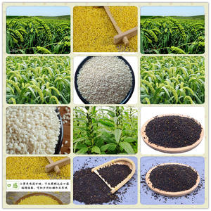 <span class=keywords><strong>Trilladora</strong></span> multifuncional, trituradora <span class=keywords><strong>de</strong></span> arroz <span class=keywords><strong>de</strong></span> <span class=keywords><strong>trigo</strong></span>/pimienta <span class=keywords><strong>de</strong></span> grano <span class=keywords><strong>de</strong></span> Perilla - Product Image 4