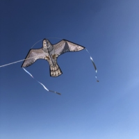 Cerf-volant Aigle en Tissu Personnalisé de Haute Qualité pour Enfants, Nouveau Modèle avec Cadre en Fibre de Verre, Motif Oiseau Effrayant