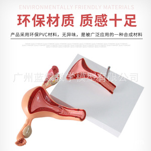 Modèle utérin, organes reproducteurs internes féminins, structure reproductive, modèle gynécologique, modèle d'anatomie utérine, enseignement - Product Image 4