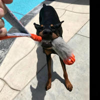 Jouet d'agilité pour chien Heather Bunny Rabbit Dental Tug en laine, avec récompense élevée, en peau de mouton, balle en caoutchouc respirante, bungee flexible et durable