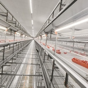 Cages à batterie automatiques de type H pour l'élevage de poussins, bon <span class=keywords><strong>prix</strong></span>, neuves, cages pour poulettes, directement du fabricant - Product Image 3