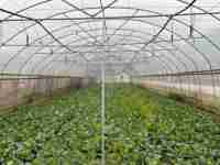 Système d'irrigation par brumisation pour serre GT