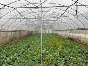 Serra Nebbia Sistema di Irrigazione - Product Image 3