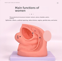 Modèle simplifié d'anatomie du périnée féminin pour la formation médicale PVC pour la pratique du cathétérisme féminin Science de la reproduction humaine