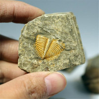 Spécimens fossiles de queue de trilobite naturelle Collection d'art en pierre d'enseignement scientifique pour objets décoratifs et décoration de cadeaux
