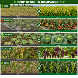 Biofertilizante Microbiano para Raíces Saludables, Hojas Verdes, Mejor Absorción de Nutrientes, Crecimiento de Plantas y Producción Agrícola Sostenible - Product Image 3