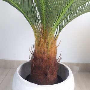 ต้นไม้ประดิษฐ์พลาสติกประดับต้นปาล์ม Revoluta และข้อมูลต้นมะเดื่อปลอมของตกแต่งภูมิทัศน์สีเขียว60ซม - Product Image 6