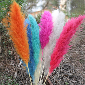 S02208 all'ingrosso pampa erba uk naturale reale piuma pampa erba decor canna secca grande erba secca pampa per fiori organizzare - Product Image 2