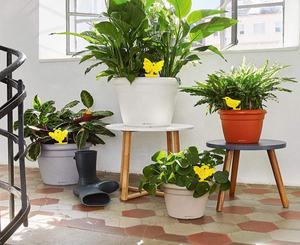 Trampas directas para insectos voladores de jardín al aire libre para hormigas, escarabajos, garrapatas, tablero de trampas adhesivas sólidas, protección de plantas para césped y uso agrícola - Product Image 4