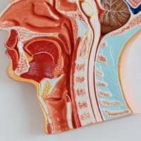 DARHMMY Medical Science PVC Cabeza anatómica Modelo de cerebro con sección mediana