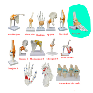 Modelo de <span class=keywords><strong>Esqueleto</strong></span> <span class=keywords><strong>para</strong></span> Enseñanza, Modelo de Huesos de PVC, Modelo Anatómico <span class=keywords><strong>Humano</strong></span> con Ligamentos, Modelo de Articulación del Pie - Product Image 1