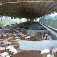 Bâtiment Modulaire Préfabriqué en Acier pour Poulets, Moutons, Porcs, Vaches – Hangar Agricole à Structure Métallique avec Revêtement Métallique