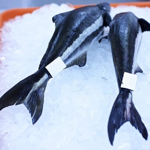 Pescado Cobia fresco refrigerado, producto HGT redondo entero para exportación de mariscos, procesamiento de importación, distribución a granel al por mayor - Product Image 2