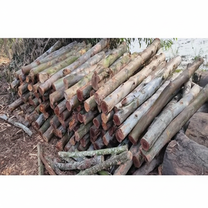 Offre Exceptionnelle : Bois d'Eucalyptus Massif 100% Solide, Disponible à l'Exportation depuis le Vietnam – Bois Brut d'Eucalyptus de Qualité Supérieure - Product Image 1