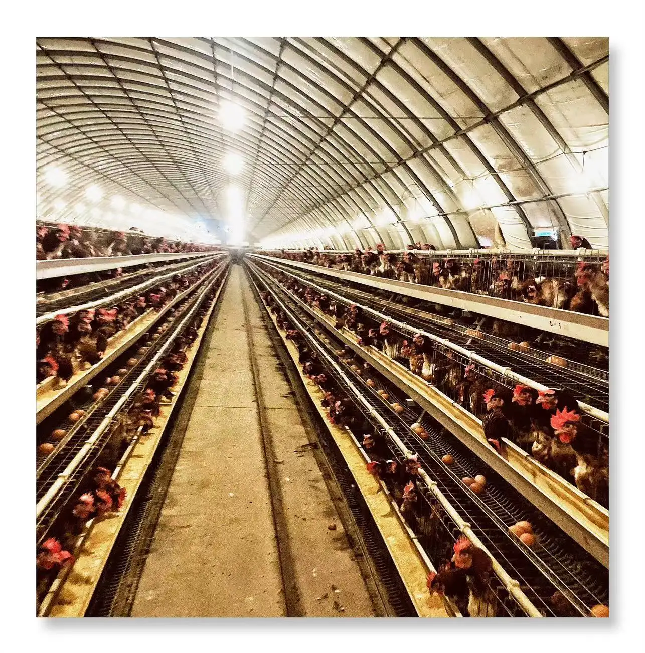 2024 Venda imperdível de fábrica com malha de arame com valor superior, gaiola para frangos, gaiola para animais, galinheiro