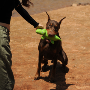 Lindo pingüino mascota masticar juguete moda perro de dibujos animados juguete hecho respetuoso con el medio ambiente moderno Natural EVA cuerda - Product Image 4