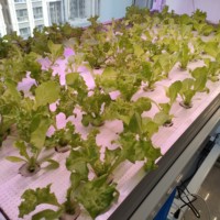 Serre agricole à ossature métallique pour serre verte
