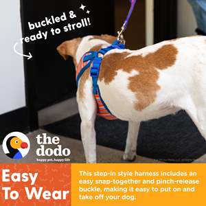 Le harnais pour animaux de compagnie Step-in Style pour chiens, rayé, grand - Product Image 5