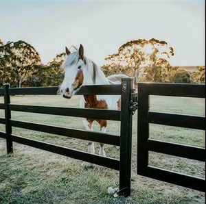 Valla de seguridad para puerta portátil con recubrimiento de polvo Negro, Ciervo, ganado, 8 pies, 4 rieles, tablero de acero, valla para rancho de caballos - Product Image 1