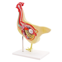 Modèle automatique d'anatomie, poulet blanc, éducation scientifique des animaux, modèle d'anatomie