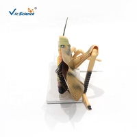 Modelo de disección de gafillo ampliado, modelo anatómico de órganos internos de gafillo para la enseñanza en laboratorios de biología CE/ISO/ROHS/CNAS