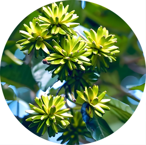 캄프토테카 아쿠미나타 추출물 10:1 캄프토테카 아쿠미나타 분말 시슈 추출물 고품질 순수 천연 식품 등급 - Product Image 3