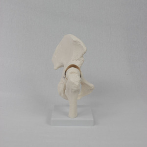 Modèle personnalisé de joint de hanche humaine naturelle, modèle d'anatomie squelettique médicale mobile avec os fémoral et iliaque pour l'orthopédie - Product Image 1