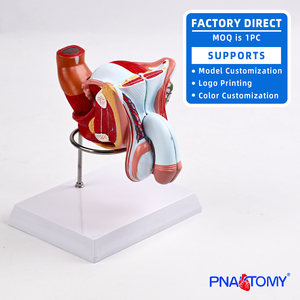 Modelo de Sistema Genital y Urinario Masculino de Tamaño Real, 4 Partes Desmontables, Herramienta de Enseñanza Anatómica, Material de PVC, Regalo Médico - Product Image 6