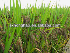 Заводская поставка, оптовая продажа, 20% Cyanidin-3-Glucoside, порошок экстракта Черного Риса - Product Image 5