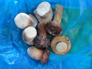 IQF Frozen <span class=keywords><strong>Boletus</strong></span> <span class=keywords><strong>Edulis</strong></span> - Product Image 4
