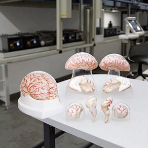 Medizinisches Bildungs modell Medizinisches anatomisches menschliches Gehirn modell Modell der Gehirn-und Zerebral arterie - Product Image 2