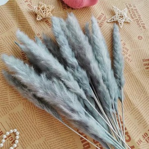 Rumput Pampas Langsung dari Pabrik 15Pcs/Pak Alami Kering Premium Ramah Lingkungan Tahan Lama Grosir Dekorasi Pernikahan Valentine - Product Image 2