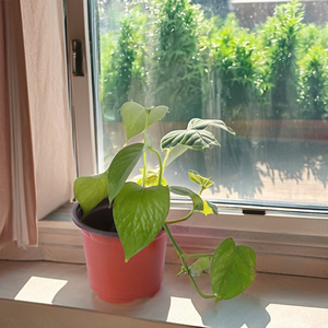 <span class=keywords><strong>Maceta</strong></span> de Plástico de Dos Colores, Gruesa, para Plantas Suculentas y Semillas, de Alta Calidad, en Varios Tamaños - Product Image 3