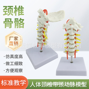 Modèle neuro-orthopédique de colonne cervicale humaine naturelle de grande taille avec artère carotide, disque intervertébral et os occipital - Product Image 2
