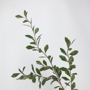 Nouvelle Arrivée 2026 – Feuilles de Citron Artificielles à Longue Tige 112cm, Feuilles de Ruscus Artificielles Vertes en Latex pour Décoration Maison et Mariage - Product Image 3
