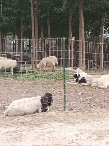 Oferta Especial: Paneles Galvanizados para Ganado, Cercas y Soportes para Ganado en Venta - Product Image 3