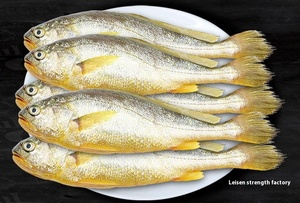 Taze canlı büyük sarı Croaker deniz balığı 2.5kg barbekü taze dondurulmuş ticari kullanım küçük sarı Croaker deniz ürünleri toptan - Product Image 6