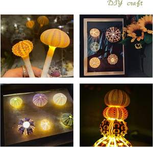 海星海胆工艺品套装12件天然贝壳1.3-1.9英寸海胆贝壳空气植物 - Product Image 5