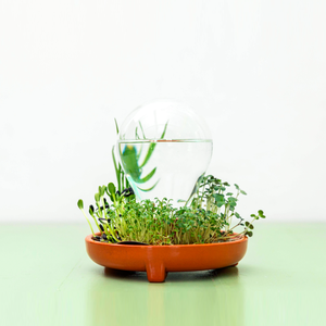 Bandeja <span class=keywords><strong>para</strong></span> Germinar Semillas, Kit de Germinación, Cultiva Microgreens Frescos sin Tierra en Casa - Product Image 1