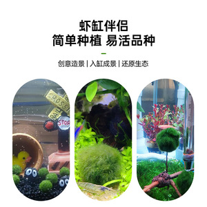 <span class=keywords><strong>Bolas</strong></span> de Musgo <span class=keywords><strong>Marimo</strong></span> Vivas de 2 o 7 cm, Algas Verdes Naturales para Decoración de Acuarios Ecológicos, Venta al por Mayor Disponible - Product Image 3
