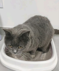 <span class=keywords><strong>TAIDO</strong></span> Bentonite Litière pour chat agglomérante rapide et à faible teneur en poussière avec saveur lavande café citron 20kg de Chine - Product Image 2