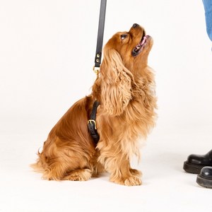 黒の本物の革の犬のハーネスペット用品犬のためのハーネスレザー高級革快適な犬の胸のハーネス - Product Image 2