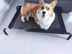 Cama Elevada para Perros Kingtale Basics, Marco de Cama Rectangular de Felpa Grande, Colchón Negro Sólido, Transpirable, Lavable a Mano, Diseño de Dibujos Animados - Product Image 2